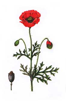 http://www.n-med.ru/flower/mak.jpg